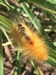 Pygarctia roseicapitis