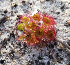 Drosera stolonifera