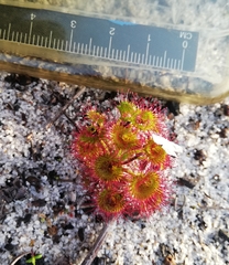 Drosera stolonifera