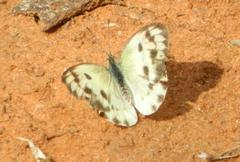 Colotis auxo