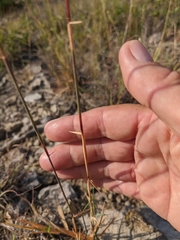 Cleistogenes serotina