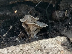 Entoloma undatum