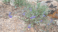 Caryopteris mongholica