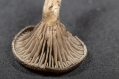 Entoloma undatum