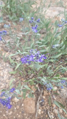 Caryopteris mongholica