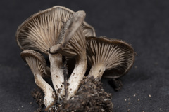 Entoloma undatum