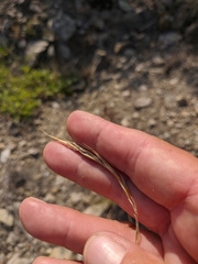 Elymus caninus