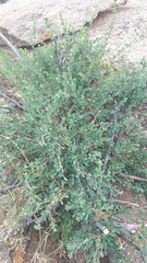 Spiraea aquilegifolia