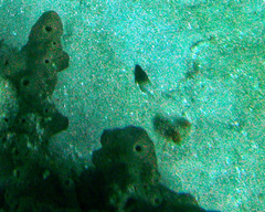 Stegastes partitus