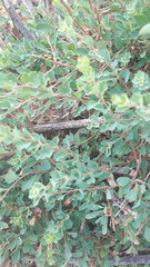 Spiraea aquilegifolia