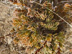 Crassula ciliata