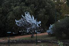 Eucalyptus macrocarpa