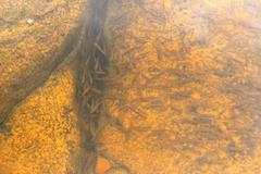 Enteromius oraniensis