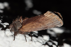 Oedemasia concinna