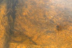 Enteromius oraniensis