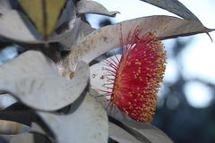 Eucalyptus macrocarpa