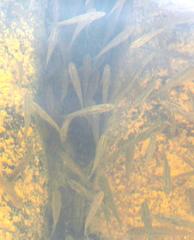 Enteromius oraniensis