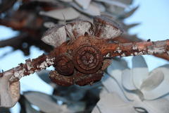 Eucalyptus macrocarpa