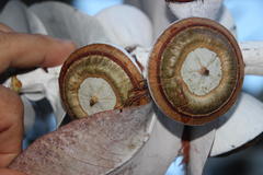 Eucalyptus macrocarpa