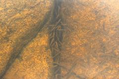 Enteromius oraniensis