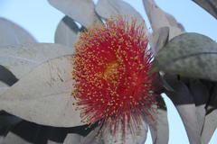 Eucalyptus macrocarpa