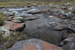 Enteromius oraniensis