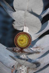 Eucalyptus macrocarpa