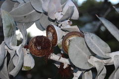 Eucalyptus macrocarpa