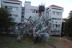 Eucalyptus macrocarpa