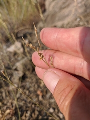 Bufonia parviflora