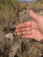 Bufonia parviflora