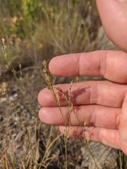 Bufonia parviflora