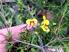 Dillwynia tenuifolia