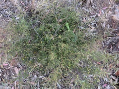 Dillwynia tenuifolia