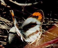 Colotis euippe omphale