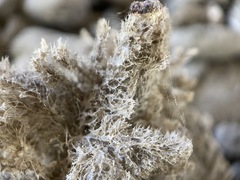 Spongilla