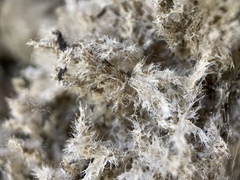 Spongilla