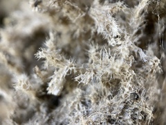 Spongilla