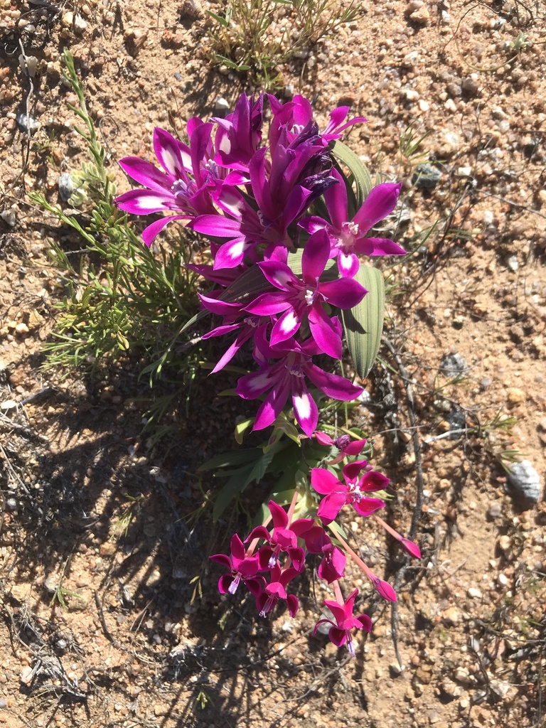 Babiana curviscapa, R355, NC, ZA
