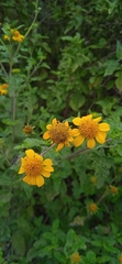 Sidneya pinnatilobata