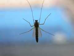 Chironomidae