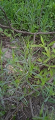 Porophyllum linaria