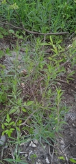 Porophyllum linaria