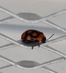 Alagoasa bipunctata