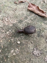 Webbhelix multilineata