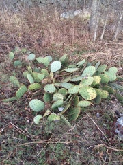 Opuntia sanguinocula