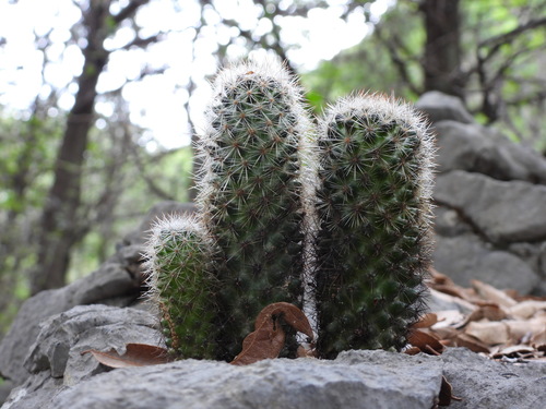 Mammillaria pilispina