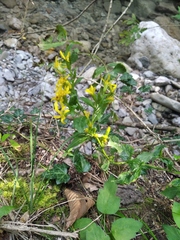 Solidago virgaurea taurica