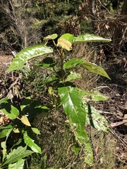 Astrotricha latifolia