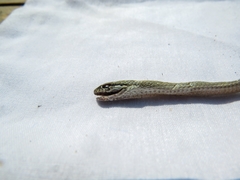 Pseudalsophis elegans